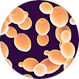 Инактивированная дрожжевая культура  Saccharomyces cerevisiae (vini)